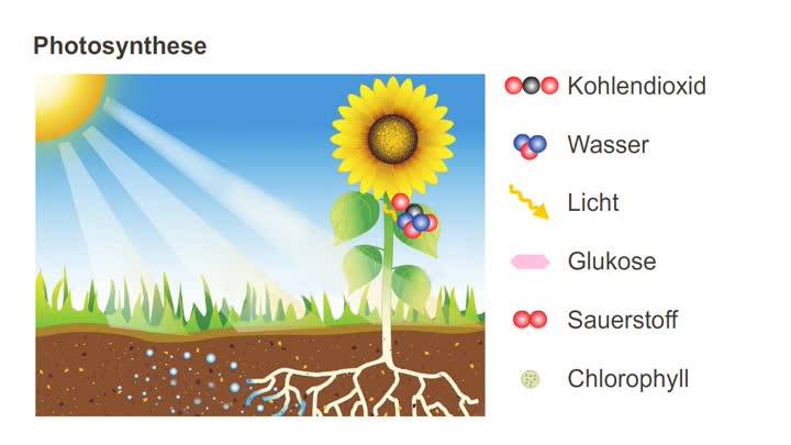 Photosynthese – Prinzip - Medienportal der Siemens Stiftung