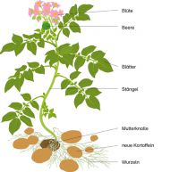 Bild einer Kartoffelpflanze: Ein umfassender Leitfaden