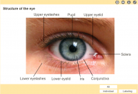 Eye Structures (Front and Side Views)